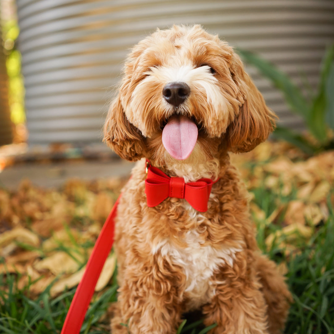 Red Leather Dog Bow Tie – Tommy Bella - Main Image