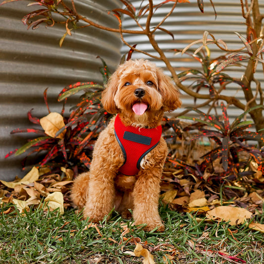 Red Dog Harness with Navy Trim