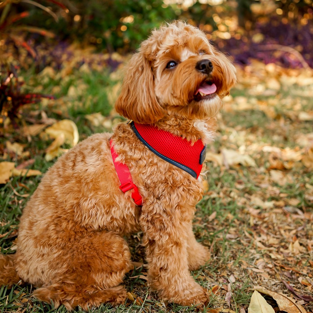 Red Dog Harness with Navy Trim