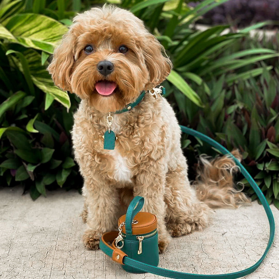EMERALD GREEN - BROWN DOG COLLAR