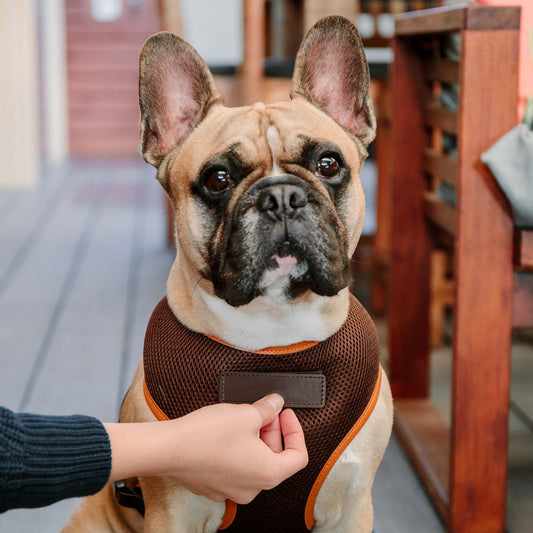 Dark Brown Dog Harness with Tan Trim