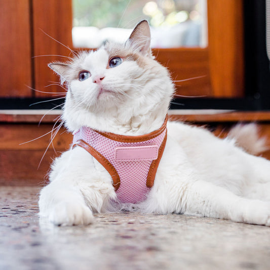Pink Cat Harness with Tan Trim
