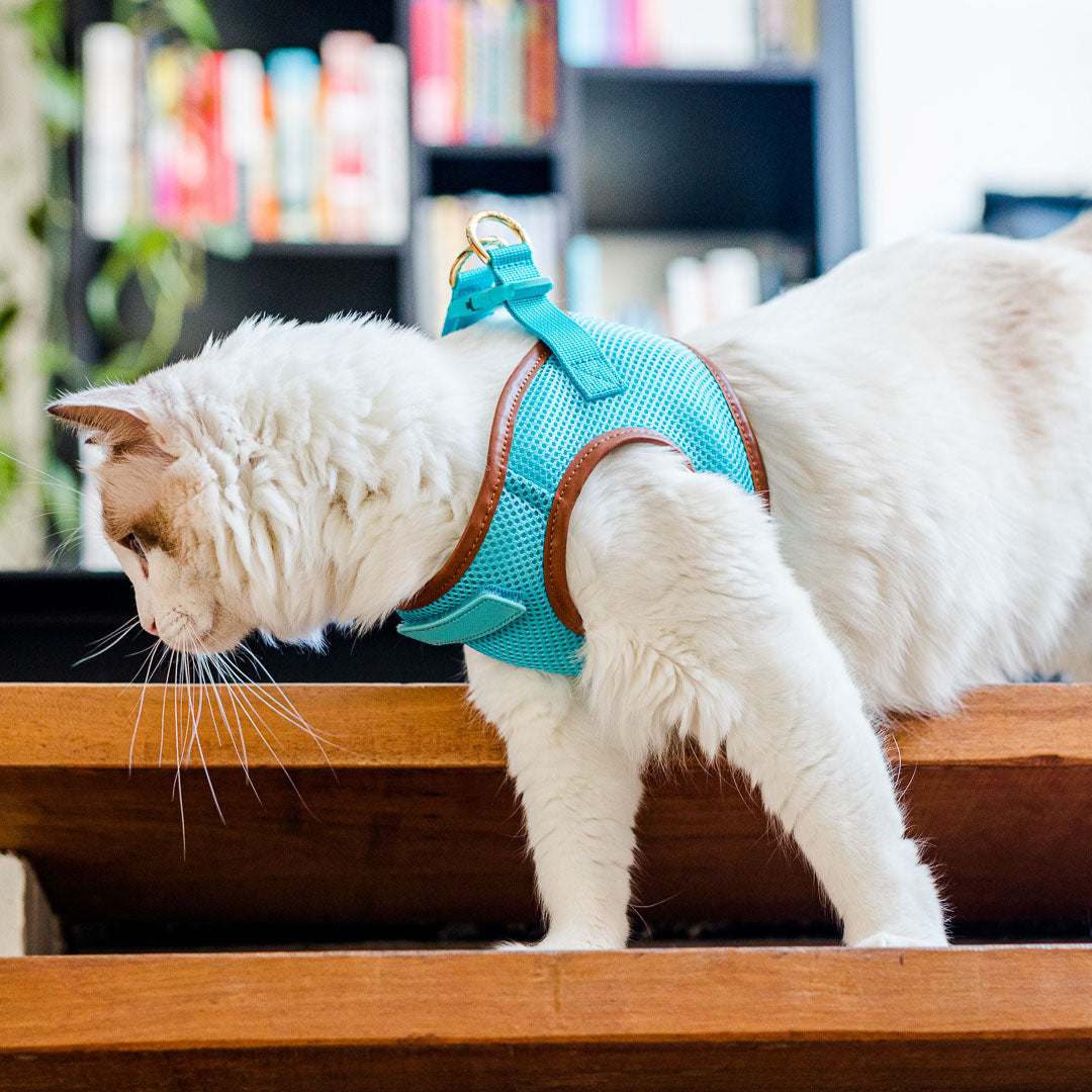Sky Blue Cat Harness with Tan Trim