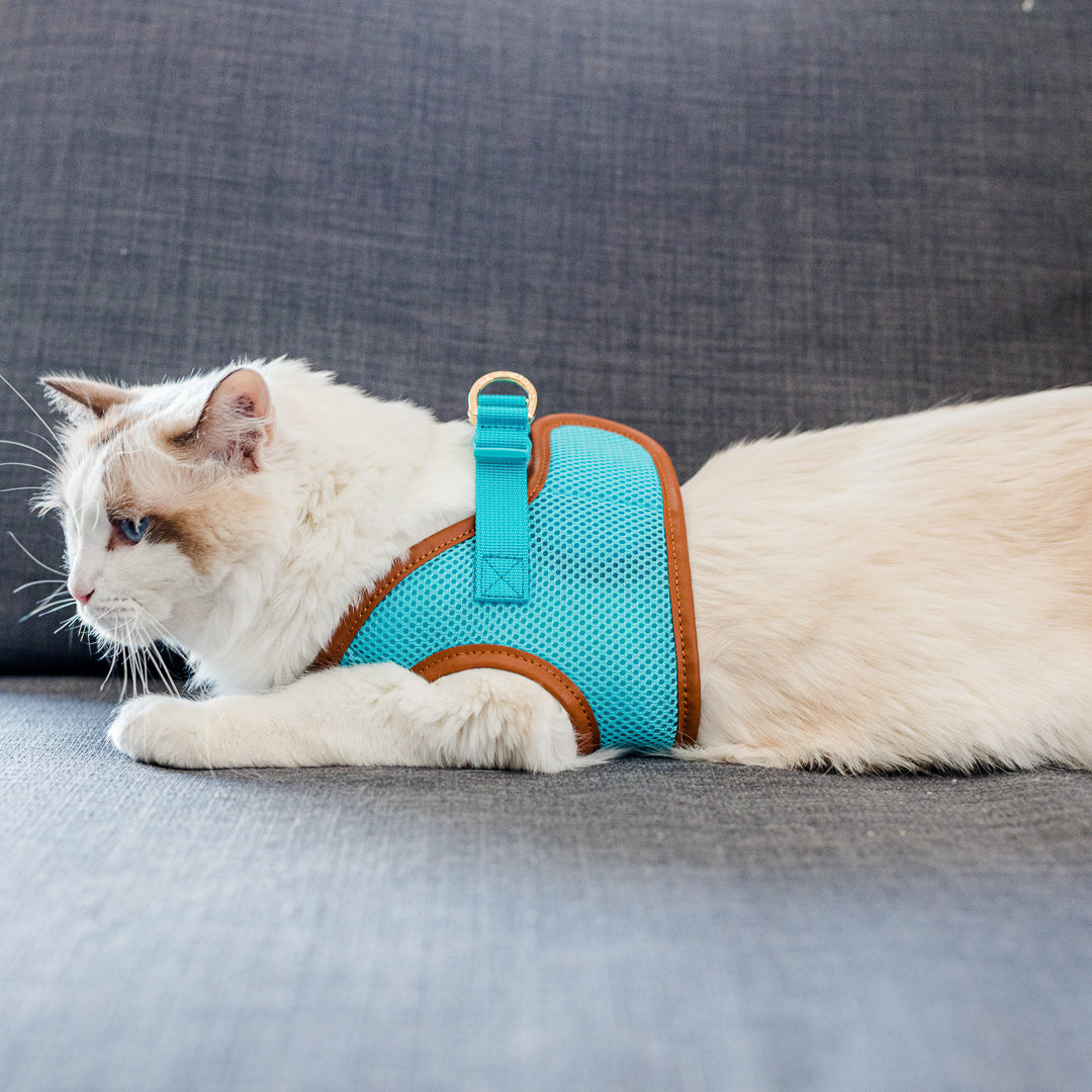 Sky Blue Cat Harness with Tan Trim