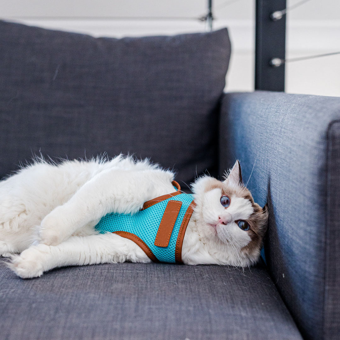 Sky Blue Cat Harness with Tan Trim