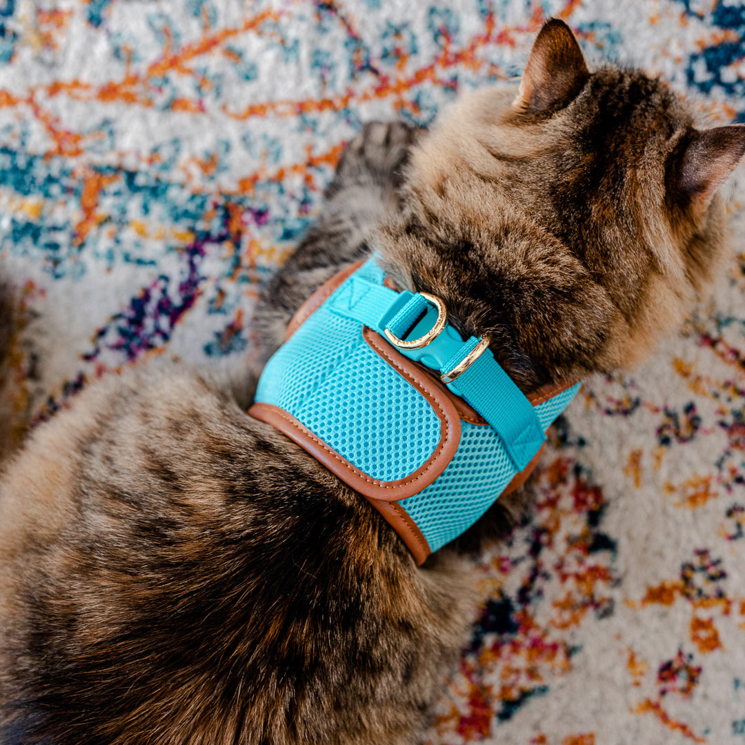 Sky Blue Cat Harness with Tan Trim