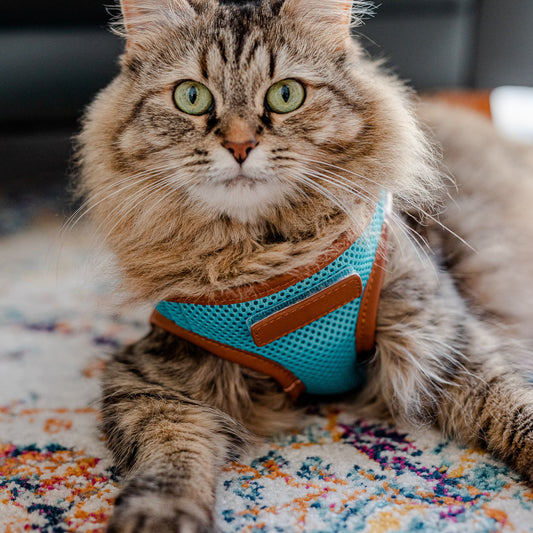 Sky Blue Cat Harness with Tan Trim