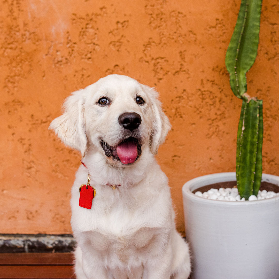 RED DOG COLLAR