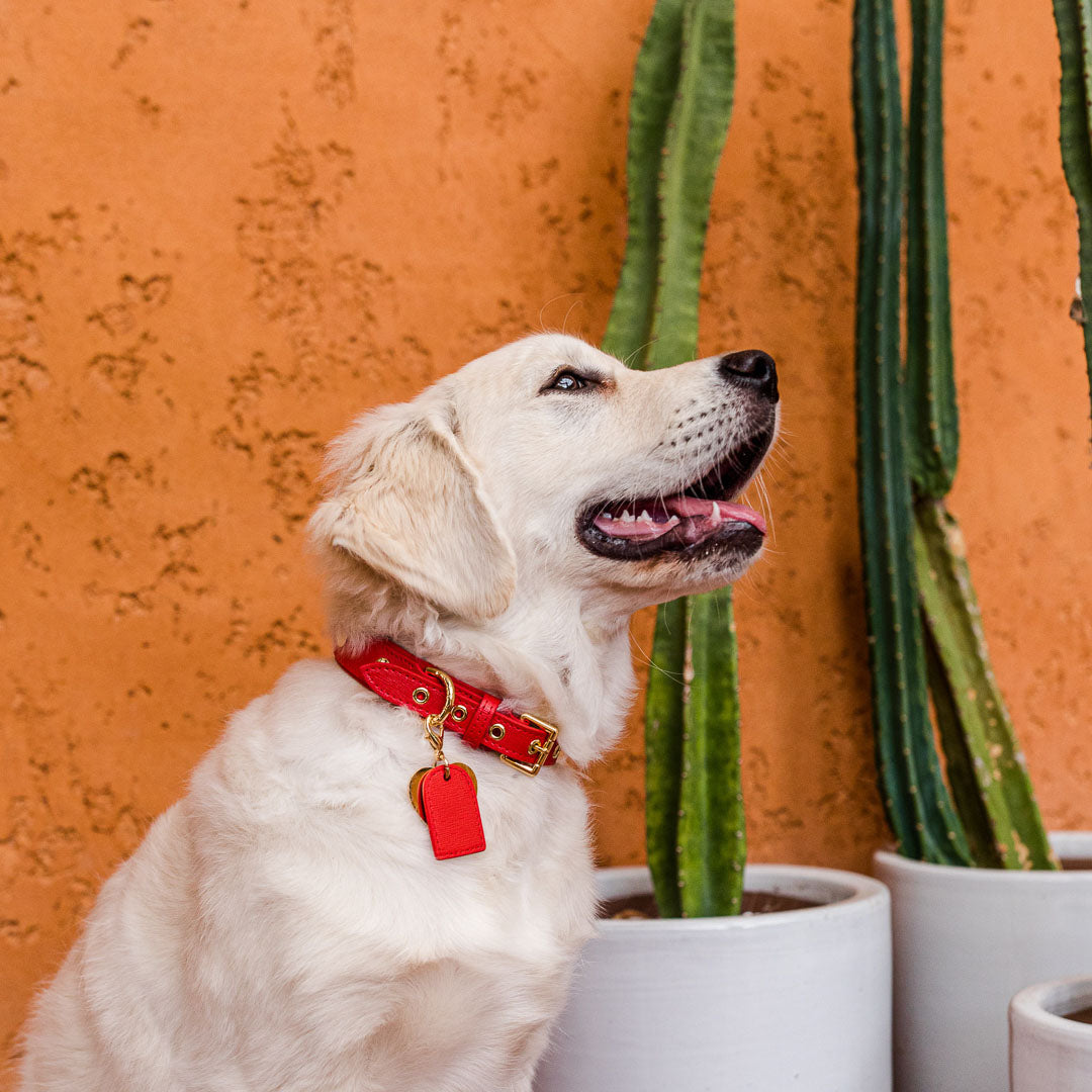 RED DOG COLLAR