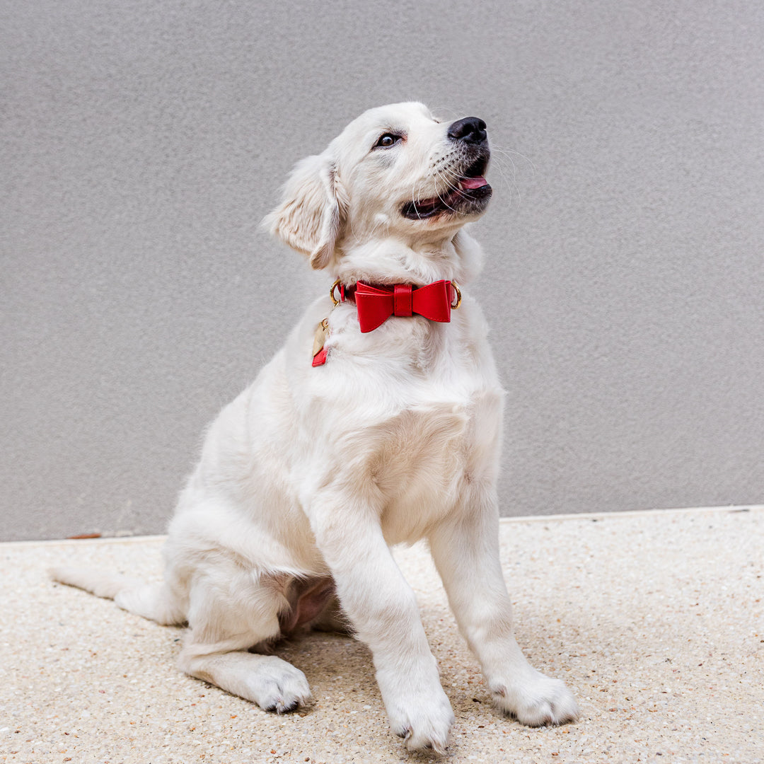 Red Leather Dog Bow Tie