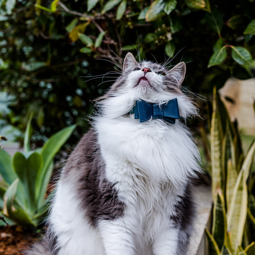 NAVY LEATHER CAT BOW TIE