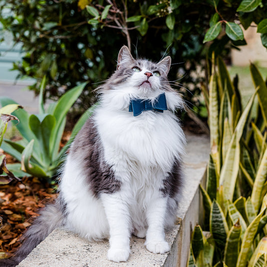 NAVY LEATHER CAT BOW TIE
