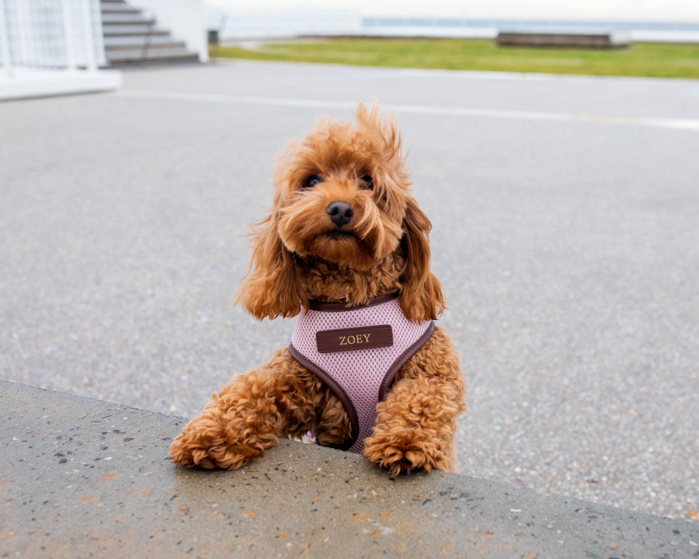 Stylish & Custom Dog Harness