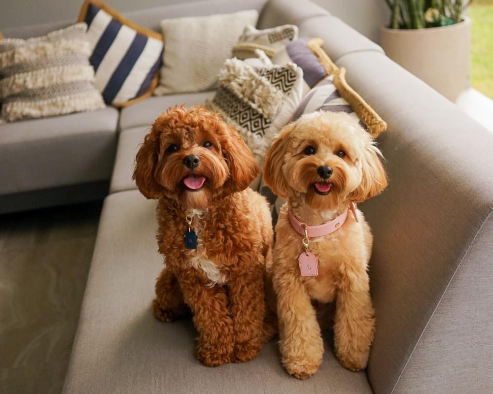 LUXURY LEATHER DOG COLLARS