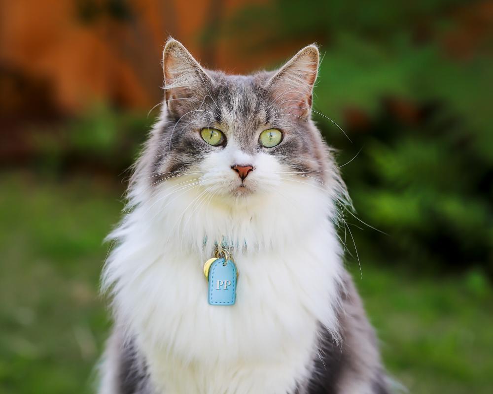 PERSONALISED LEATHER CAT COLLARS