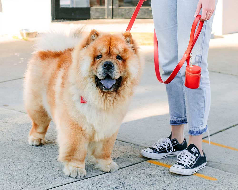 LEATHER DOG LEASHES