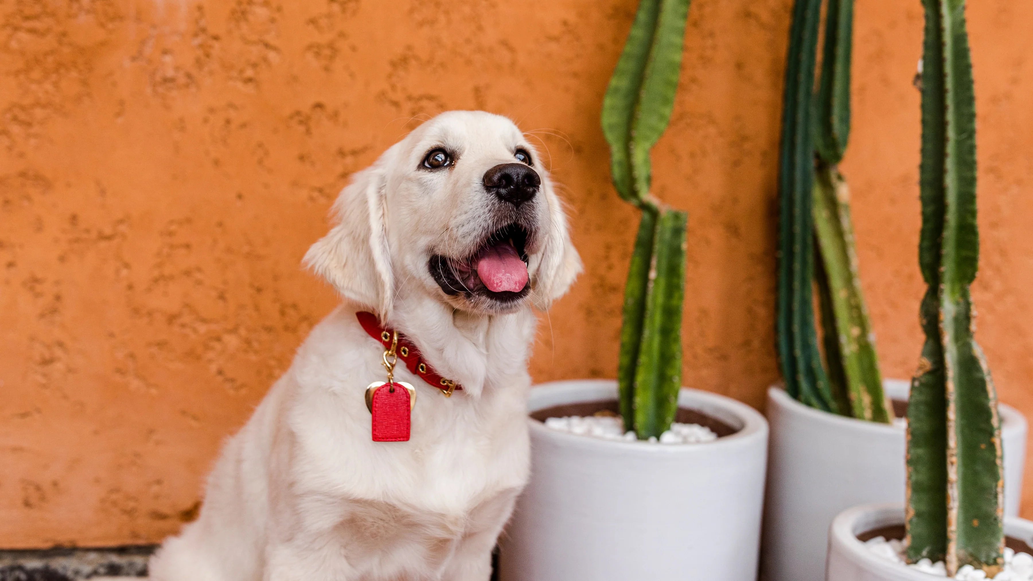 Pet online dog collar