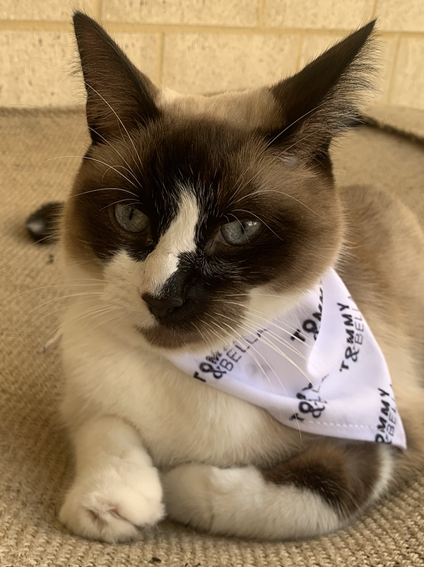 White + Logo Cat Bandana