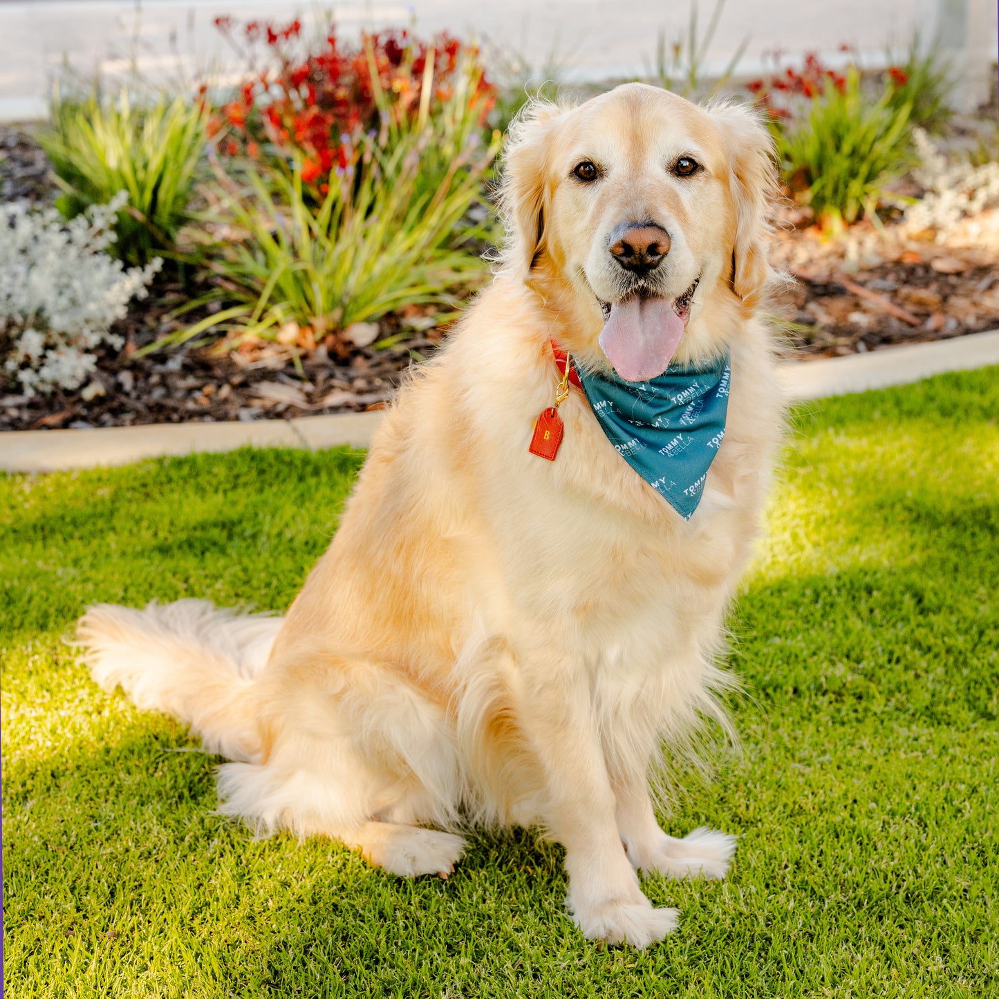 Teal + Logo Dog Bandana