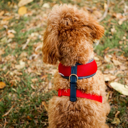 Red Dog Harness with Navy Trim