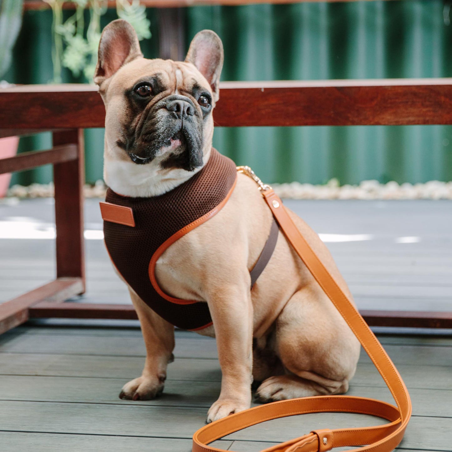 Dark Brown Dog Harness with Tan Trim