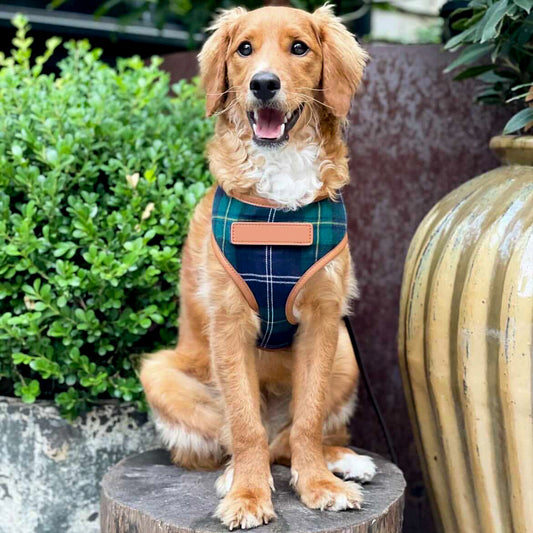 Navy & Green Tartan Fabric Dog Harness