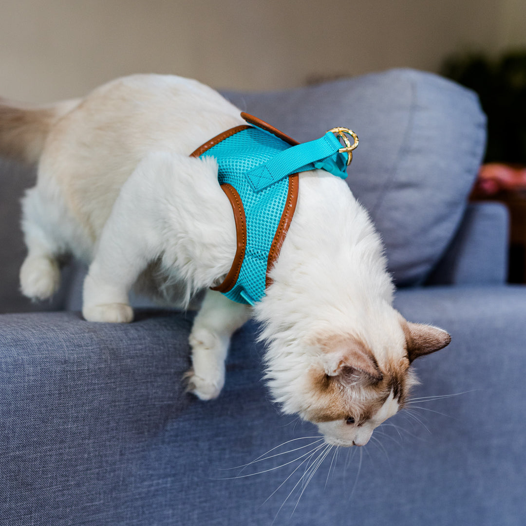 Sky Blue Cat Harness with Tan Trim