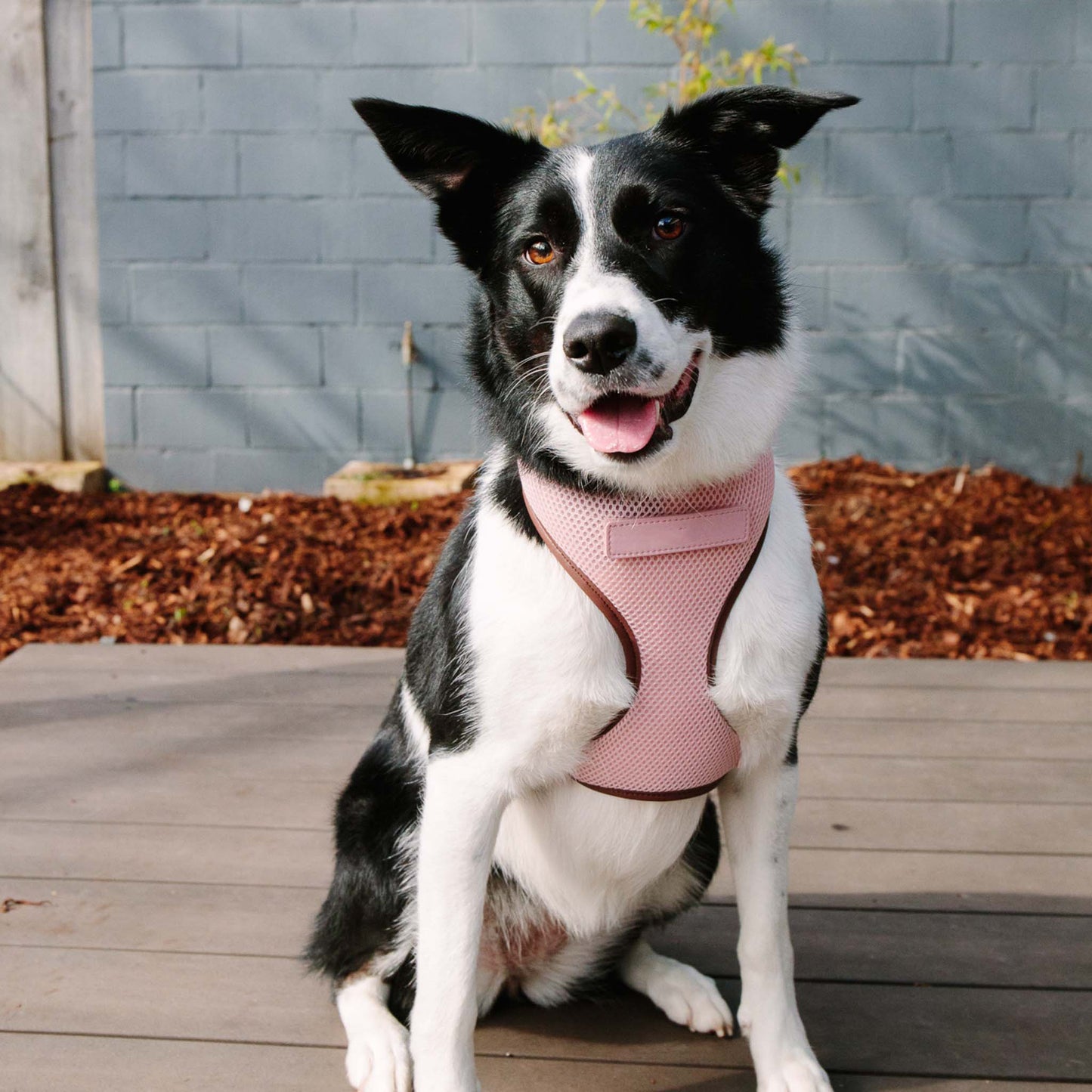 Blush Pink Dog Harness with Dark Brown Trim