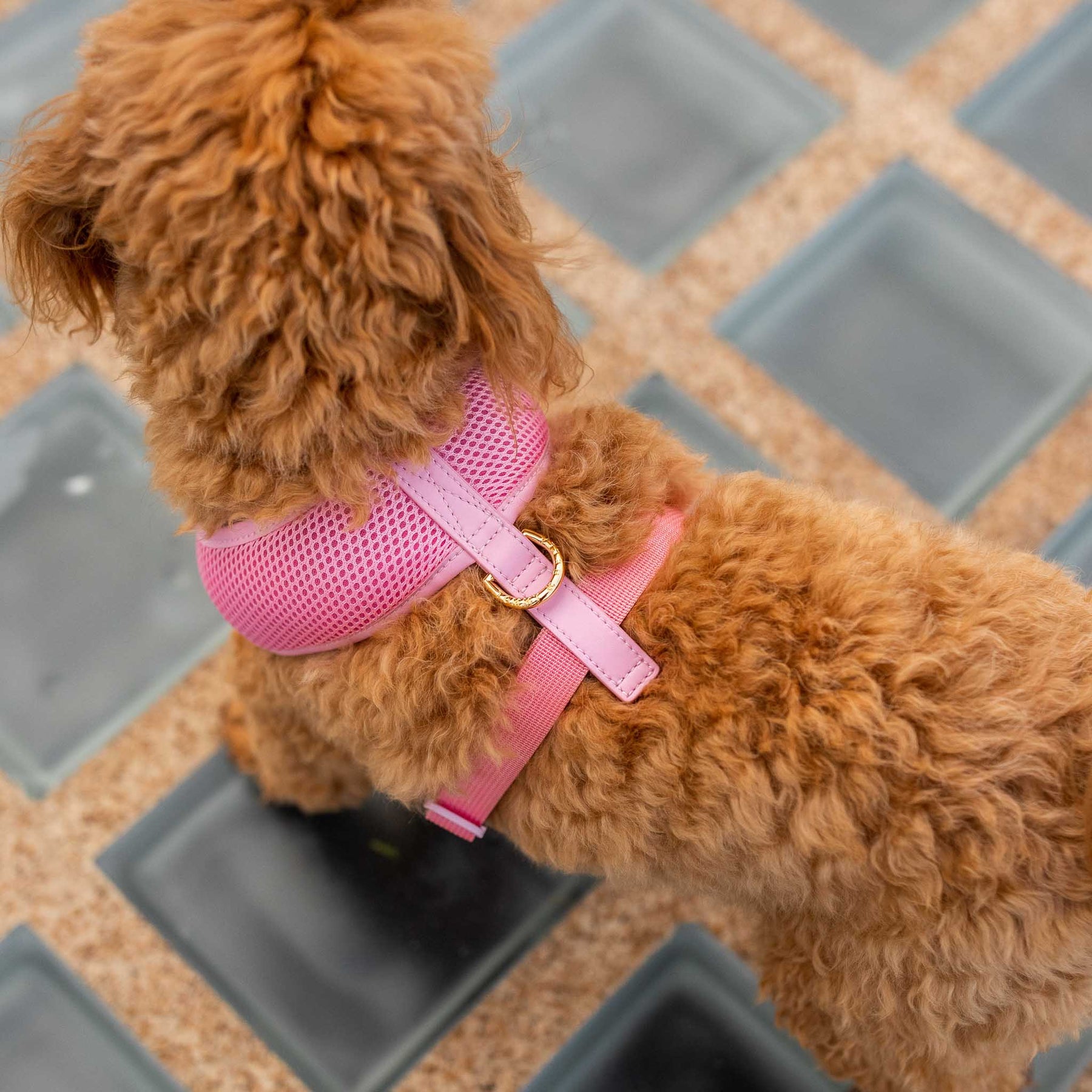 Pink Dog Harness with Pink Trim – Tommy & Bella